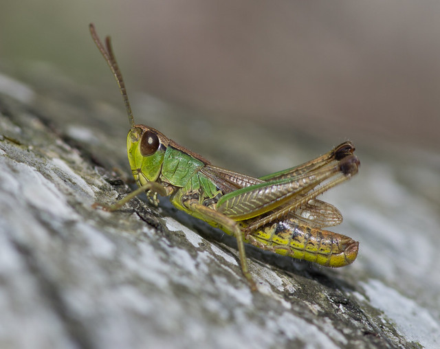 meadow grasshopper striating