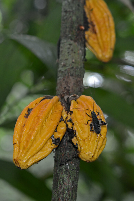 Wild cacao