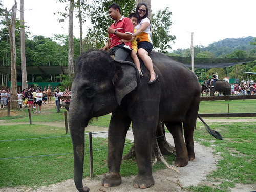 Kuala Gandah Elephant Sanctuary - elephant ride
