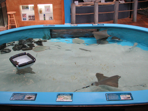 Stingray Touch Pool
