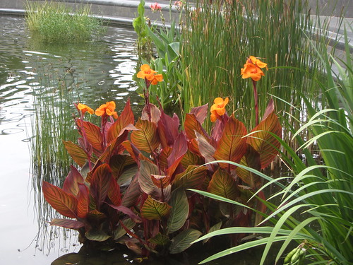turtle pond flowers
