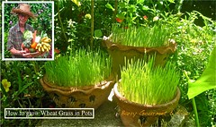 How to Grow Wheat-Grass-in-pots