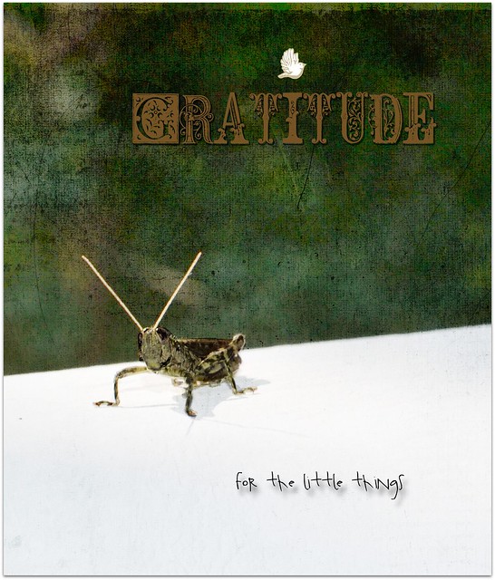 gratitude for the little things 1