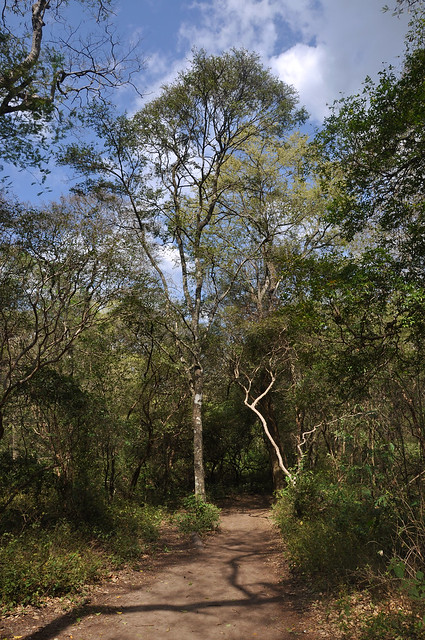 Bosque seco - tropical dry forest