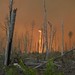 Photo of the Week - Fire whorl at Great Dismal Swamp Refuge (VA)