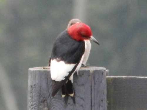 Adult and Juv. Red-headed Woodpecker