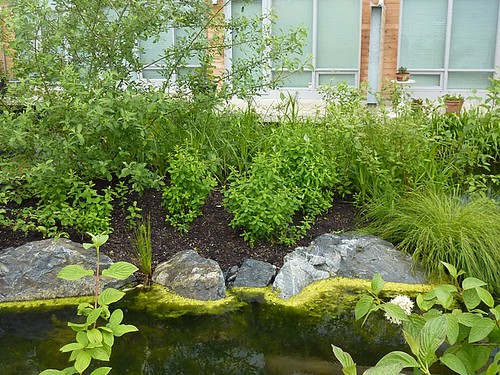 landscaping at Dockside Green (by: Joanna Pettit/Up on Haliburton Hill)