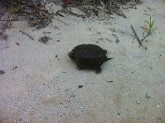  Snapping Turtle 