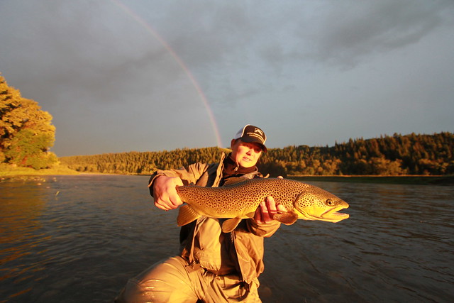 Bow River Brown Trout