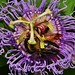 Passion Flower and Bumble Bee (8)