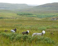 herdy sheep