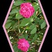 Rose-Rose-Garden-03