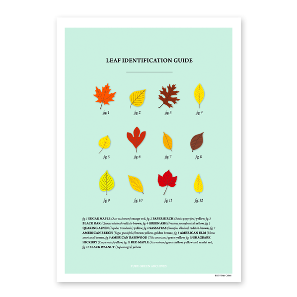 Leaf Identification Guide - Pure Green Mag, Issue 6