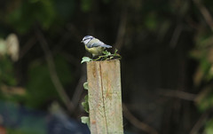 blue tit on the ivy post