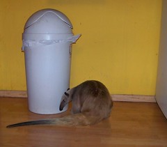 Ori by the trash can
