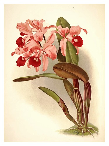 003-Cattleya Lawrenceana-Reichenbachia-Orchids illustrated and described..Vol I-1888-F.Sander
