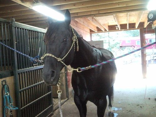 Poor Axel's knee hurt too much to ride. He got a bath instead.
