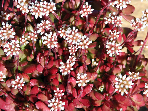 Crassula Red Carpet flowers by miss nomer