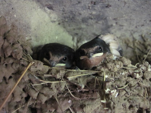 Young Swallows in Pillbox, Turners Arms Farm, Yearby / Kirkleatham
