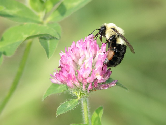 Carpenter Bee on clover 20110903
