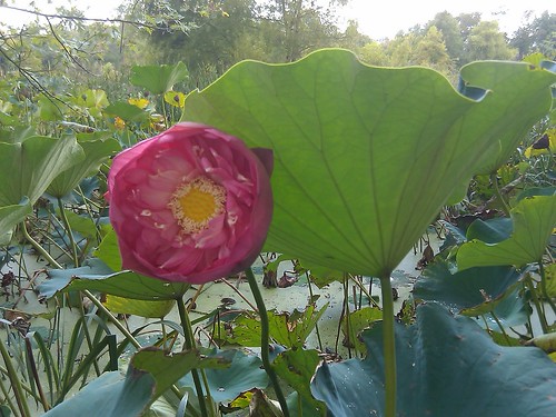 Lotus flower 1