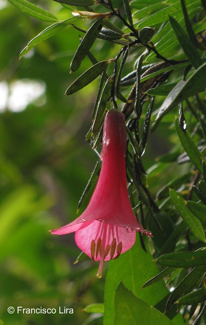 <br><br><br><br><br><br><br><br><br>Primer plano de una flor de <i>Philesia magellanica</i> (Coicopihue), con sus tpalos rosados, creciendo en Parque Nacional Alerce Andino, Regin de Los Lagos.