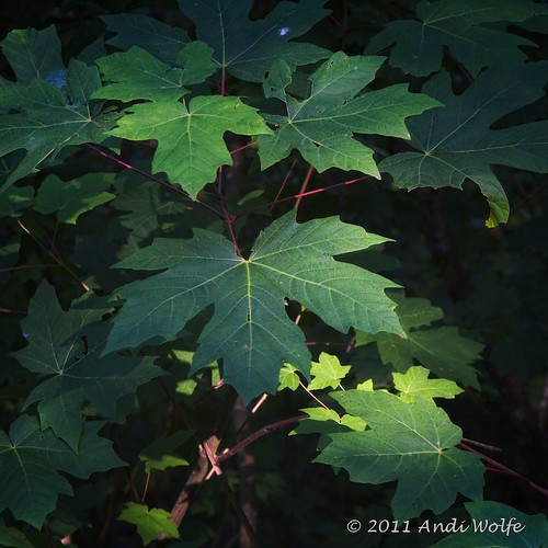 Big Leaf Maple by andiwolfe