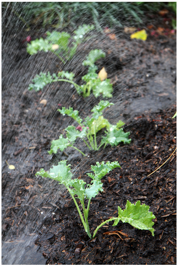 Kale newly planted in the garden