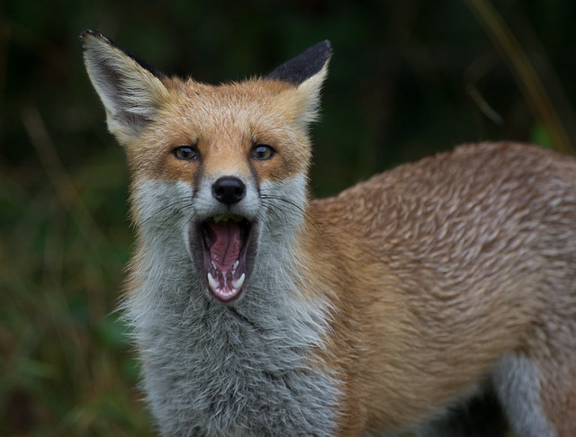 red fox 2