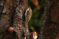 Treecreeper by annecarringtoncotton, on Flickr