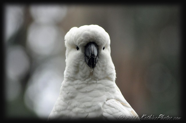 Sulphur-crested White Cockatoo