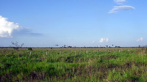 Cattle pasture along the road to Boca da Acre