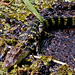 Baby Alligator-6157
