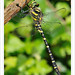 Golden-ringed Dragonfly ♂
