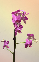 Purple Orchid HDR