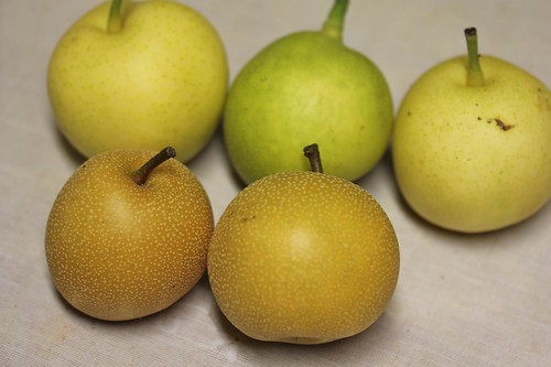 Asian Pear 'Hosui' vs Other Asian Pear
