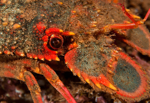 Regal Slipper Lobster