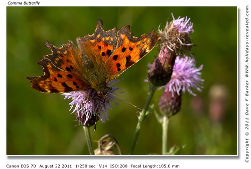 Comma Butterfly Primrose Hill Birkacre Yarrow Valley Chorley Lancashire