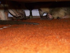Pua and Aurora under the bed