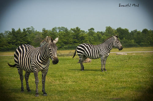 Black & White Zebras