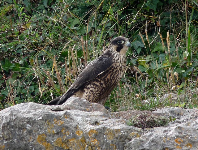 24956 - Peregrine Falcon, Oxwich Point