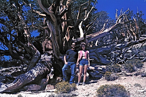 ancient bristlecone pine tree and us