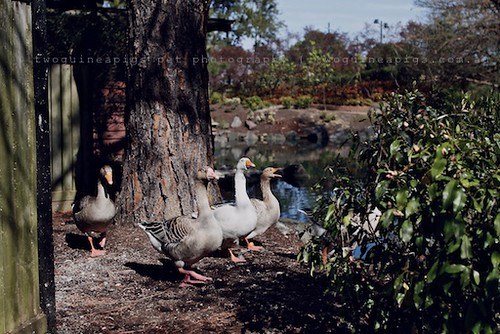Geese Gang by twoguineapigs pet photography | bird photography