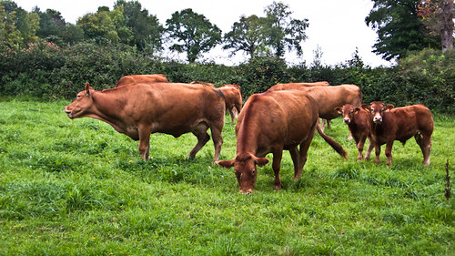France, cows