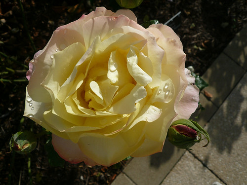 Yellow and pink rose