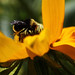 Bummble Bee