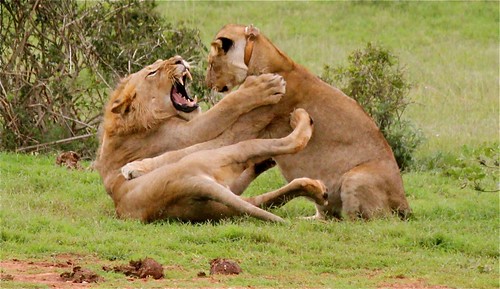 Male and female lions play fighting at Addo Elephant National Park., Lorna Collins, Stellenbosch University, Spring 2011.