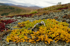High altitude tundra vegetation