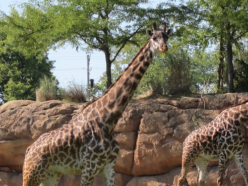 giraffe connection