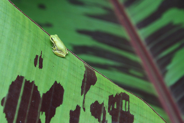 Baby Tree Frog